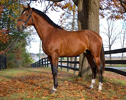 Herdeiro Santana Lusitano Dressage Stallion Breeding Services Queenswood Stables Canada