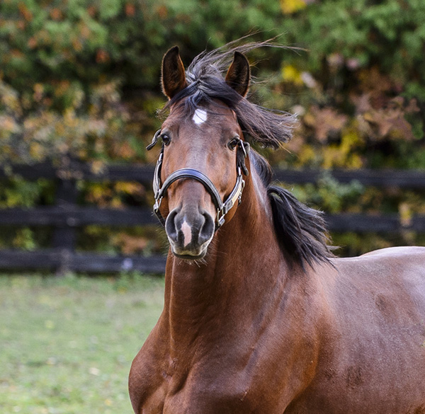 Herdeiro Santana Lusitano Dressage Stallion Breeding Services Queenswood Stables Canada
