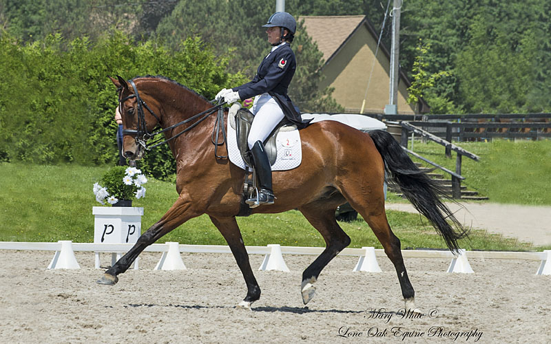 Horses for Sale Dressage Hunter Jumper Equitation FEI Ontario