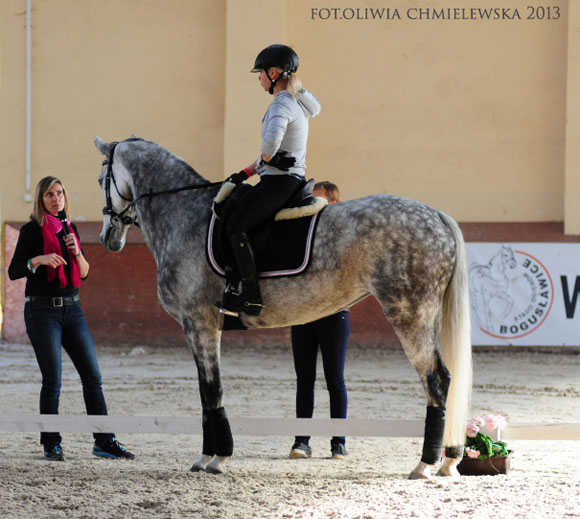 Queenswood Stables Dressage Training Lessons