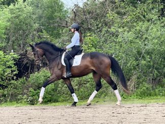 Naldo Dressage