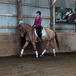 Enzo Dressage