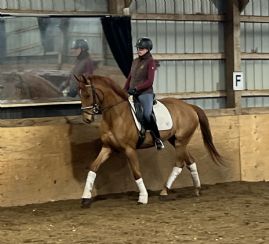 Enzo Dressage